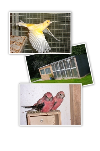 Vorschau auf meine Vgel